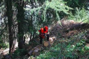In the GTM team, there is a specialist for your landscaping or forestry work